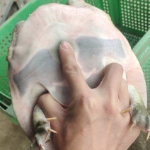 虾塘水鱼，白油黄油老甲鱼，塘口现抓现发，精品无伤，可放养