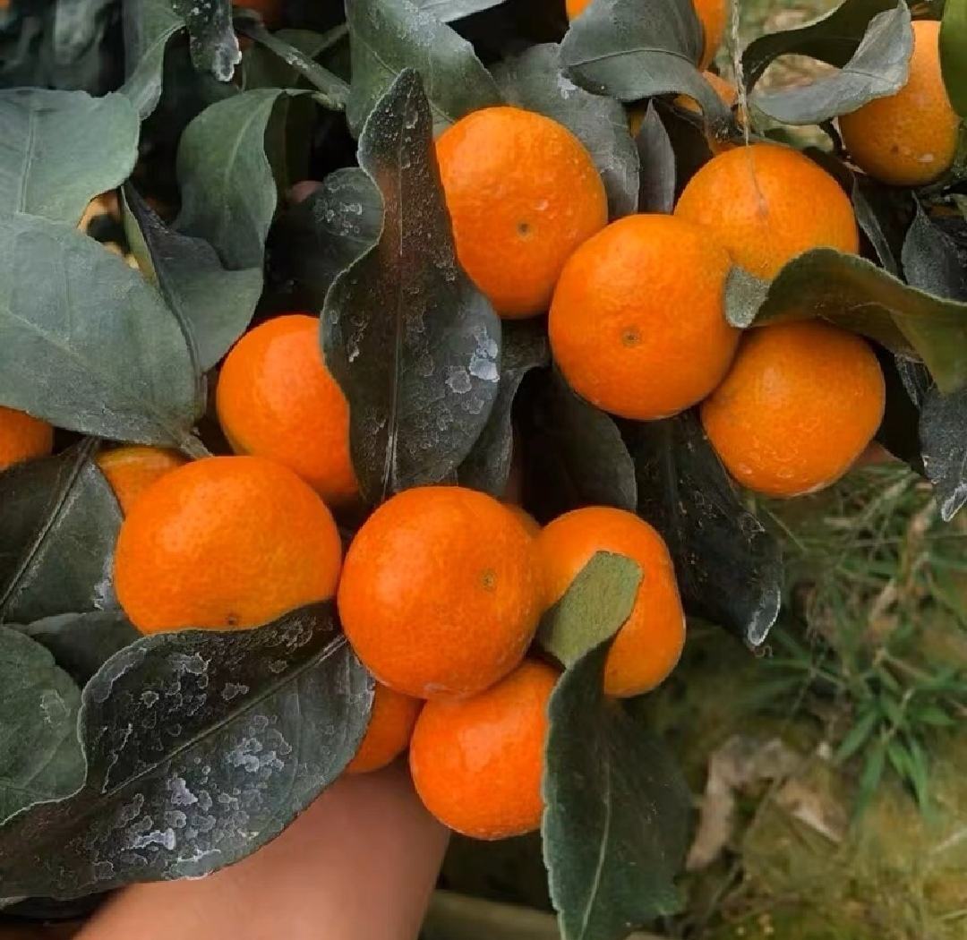 成年沙糖桔树结满橙红色小果,果实呈扁圆形,果皮光滑略带颗粒感,单果直径约4-5厘米,枝叶浓绿,背景为广东丘陵果园环境 沙糖桔植株与果实特写