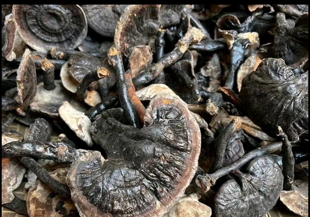高清显微摄影显示黑灵芝致密菌丝层与深色角质化表皮,标注β-葡聚糖富集区域(红色荧光标记)及灵芝酸晶体沉积位点(黄色箭头),背景为标准比例尺(100μm) 黑灵芝子实体横切面显微结构图