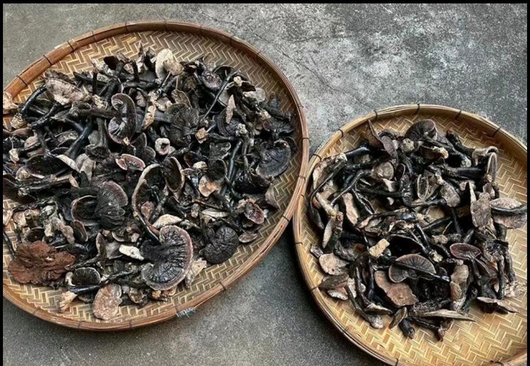 图示:标准化采收与初加工全流程。左上为技术人员戴棉质手套采摘黑灵芝(突出0.5cm斜剪切口);右上为竹匾预晾场景(环境温湿度屏显25.3℃/58%RH);下方为智能烘干机内部温控曲线图(X轴时间/h,Y轴温度/℃,四段梯度清晰标注);底部为真空包装成品与铝箔袋封口特写。 林下黑灵芝采收与梯度烘干流程图