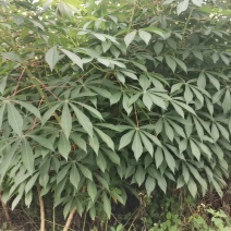 黄肉木薯