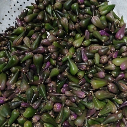 楚雄毛慈菇价格行情走势 - 一亩田