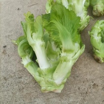 重庆儿菜