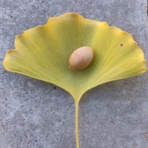 白果
