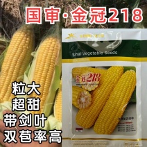 金冠218甜玉米种子北京四海大棒超甜水果玉米种籽孑黄粒大