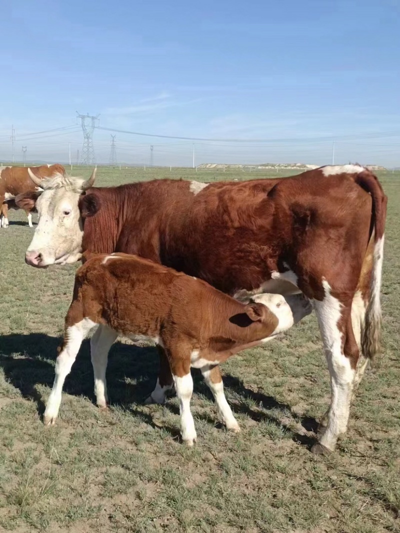 黄牛内蒙放养黄牛改良黄牛黄膘常年出售
