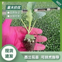 西兰花苗，山东产地，诚信经营，服务优，全国发货，包1