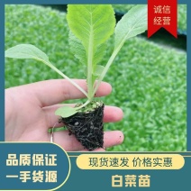 白菜苗，黄心，山东产地，提供种植技术，远程指导，诚信2