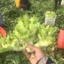 儿菜