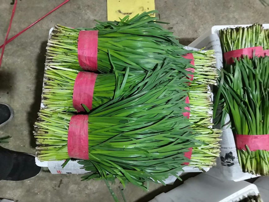 山东省寿光市蔬菜批发市场内,商贩正在整理成捆的新鲜韭菜花,准备装箱运输,周围堆放着印有“寿光蔬菜”标识的泡沫箱,背景有冷链货车停靠 山东寿光韭菜花交易市场实景