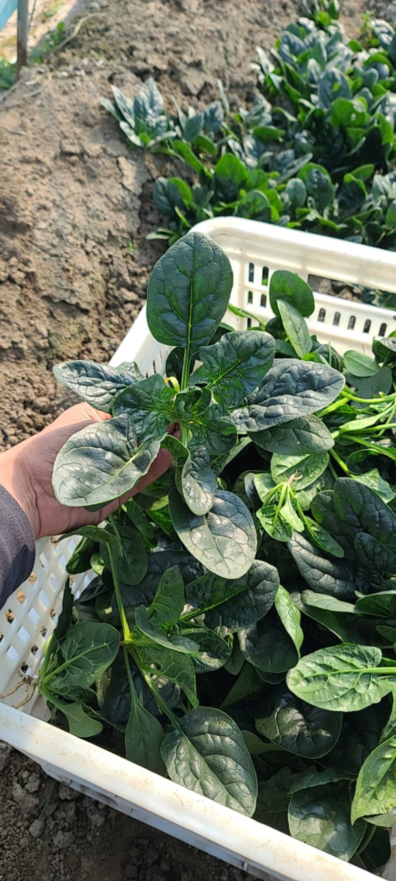 精品趴地菠菜南通本地货品相优良专业种植订单种植