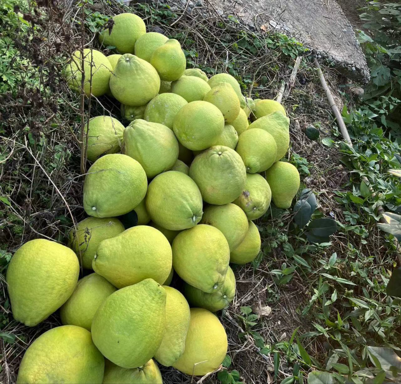 重庆长寿沙田柚采摘现场与包装车间