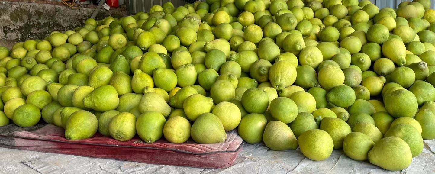 沙田柚与果农合影照片,展示了果农在果园中抱着新鲜采摘的沙田柚,面带笑容,背景为丰收的果园景象 沙田柚与果农合影照片