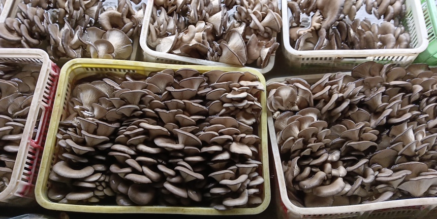 实景拍摄:标准化菌菇销售终端,展示三类鲜平菇在冷链条件下的真实商品形态与品控细节 农贸市场平菇摊位特写:左侧竹筐盛放厚实黑平菇(菌盖深褐、堆叠紧凑)、中部网格托盘陈列整齐灰平菇(银灰泛蓝光、大小均一)、右侧透明盒装白平菇(纯白柔嫩、附凝露水珠),背景可见温度计显示4℃冷藏柜