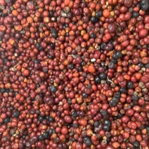茜草种子3年生易管理包邮