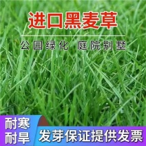 草坪草籽牧草种子护坡绿化种子耐寒多年生黑麦草