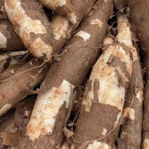 鲜木薯