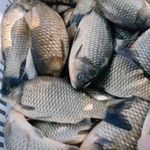 食用鲫鱼