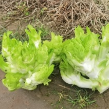 儿菜