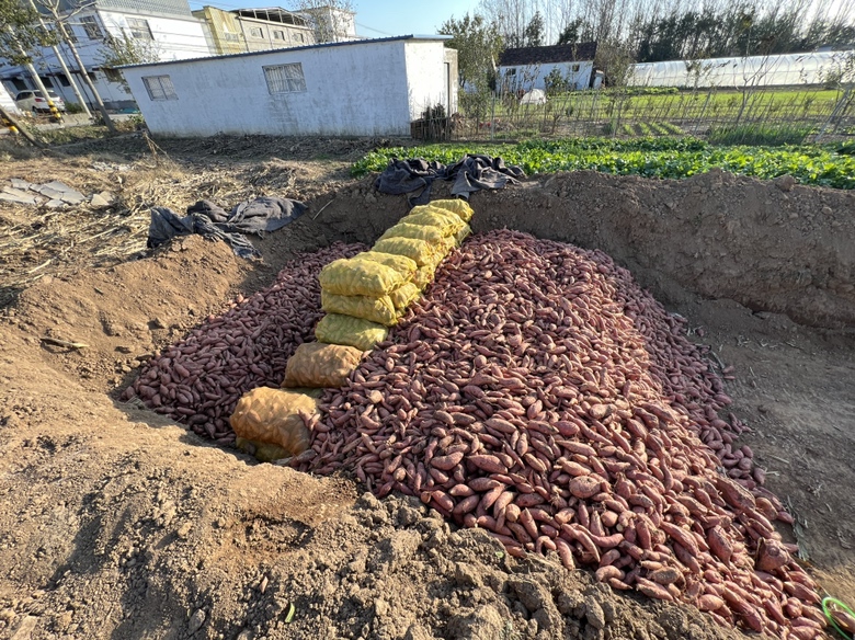红薯储藏环境示意图