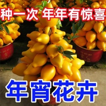 年宵花卉发财果、招财果苗南北方庭院阳台盆栽地栽