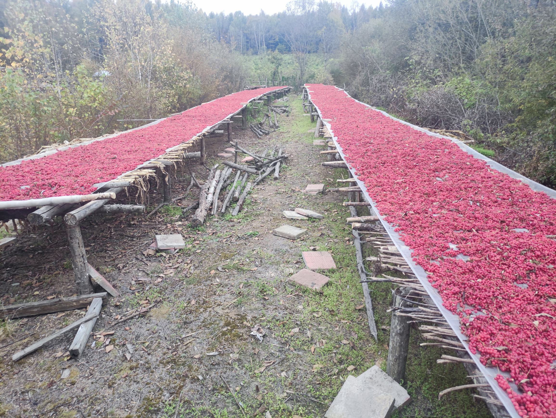 五味子人手工筛选与古法蒸晒作业特写