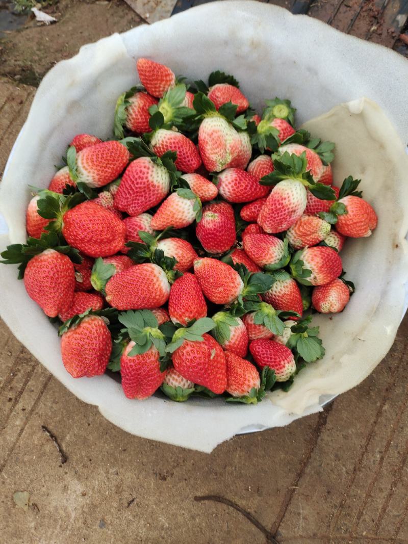 大凉山露天冬草莓