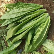 自家种植油麦菜精品