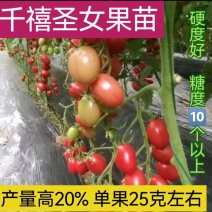 千禧贝贝圣女果苗花生西红柿苗糖度高口感小柿子圣女果苗