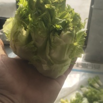 儿菜