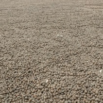 云南普洱茶籽大量有货，欢迎广大客商进店咨询采购！