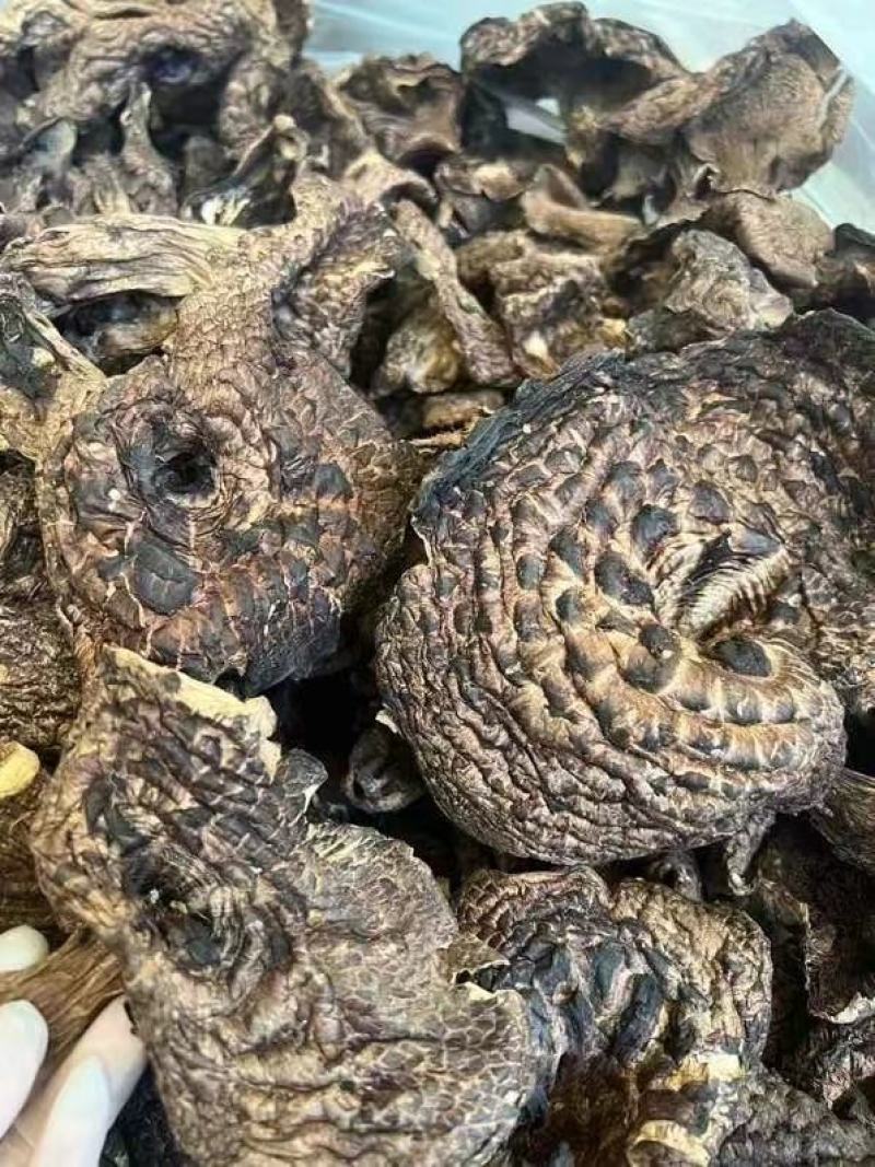 野生黑虎掌云南野生菌干货章子菌一手货源产地直销视频看货