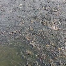 鲫鱼，黄金鲫鱼，自养自销，皮毛好，价格便宜，包成活。