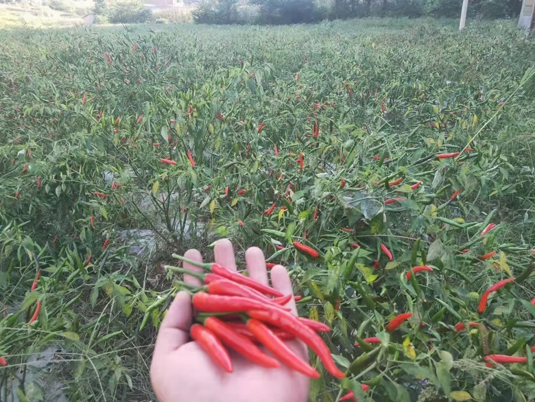 贵州遵义小米辣种植基地航拍图