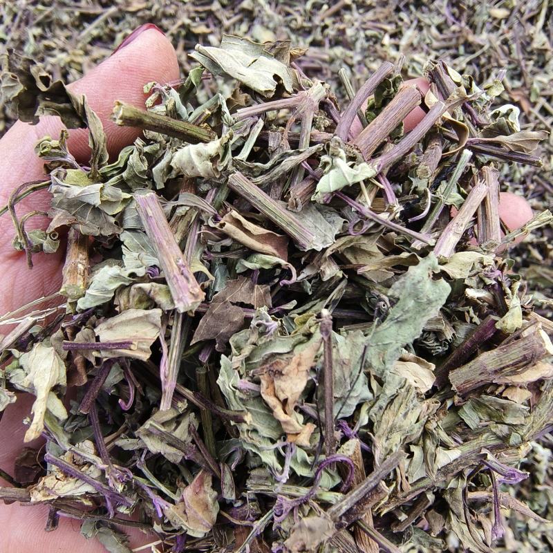 中药材  猫须草  新货  10公斤起包邮 偏远地区除外