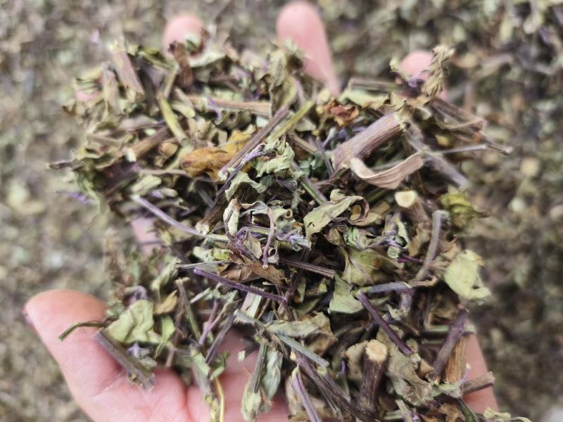 中药材  猫须草  新货  10公斤起包邮 偏远地区除外