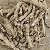 瓜蒌根