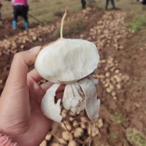 现挖现发《地瓜、凉薯、地萝卜、土瓜》，口感细腻甜嫩