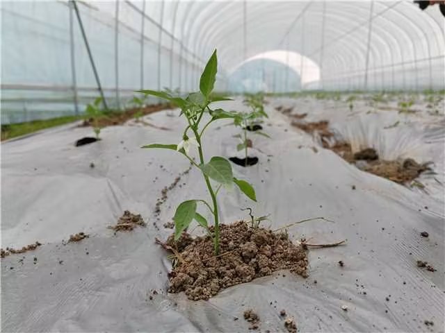 白玉蜗牛养殖环境与饲料搭配示意图,展示饲料盘、蜗牛和湿度控制设备 白玉蜗牛养殖环境与饲料搭配示意图