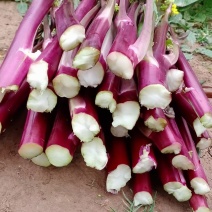 红菜苔
