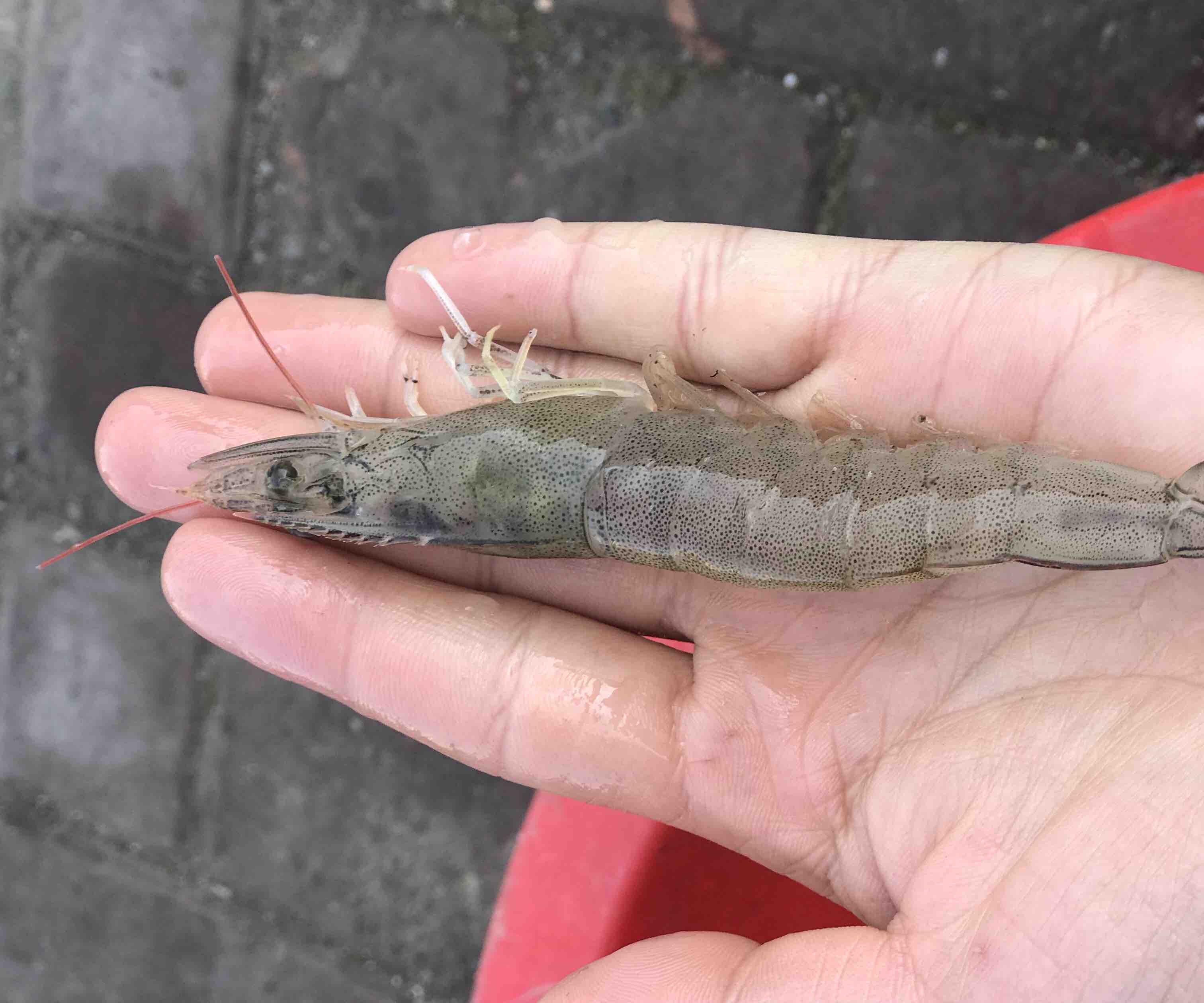 南美白对虾白便症状现场图