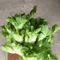儿菜