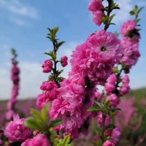 红梅干枝花榆叶梅鲜切枝条红叶榆叶梅水培插花产地批发