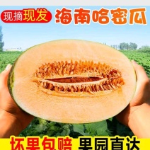 [牛]海南哈密瓜晓蜜25号大量现货可供市场，平台！