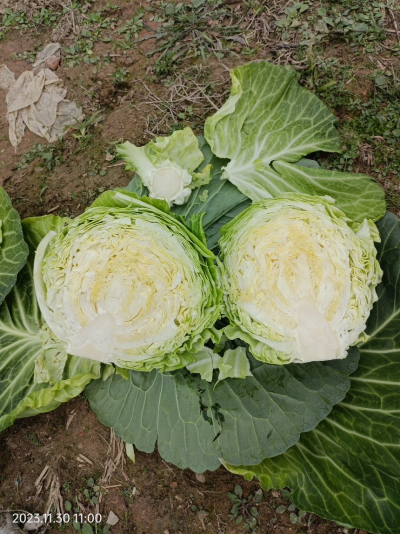 包菜京丰一号甘蓝鸡心甘蓝墨玉50甘蓝奥奇丽甘蓝中甘158398甘蓝寒胜