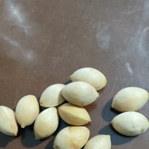 白果