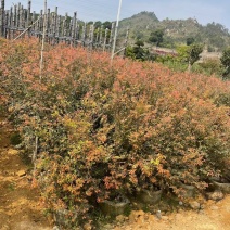 大量嘉宝果80至1.5米高出售
