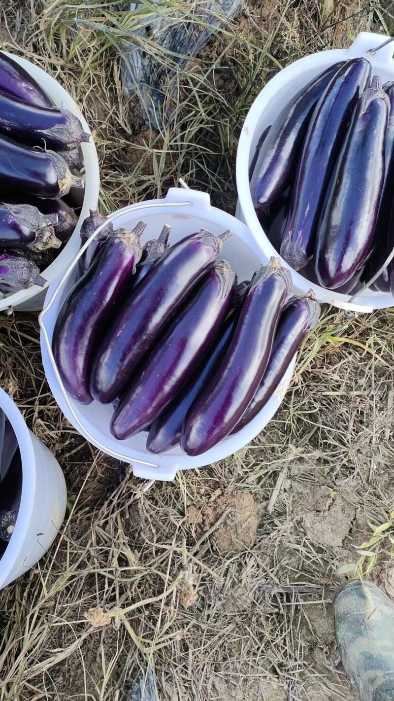 茄子紫茄子长茄烧烤茄