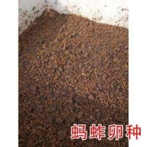 无土蚂蚱卵