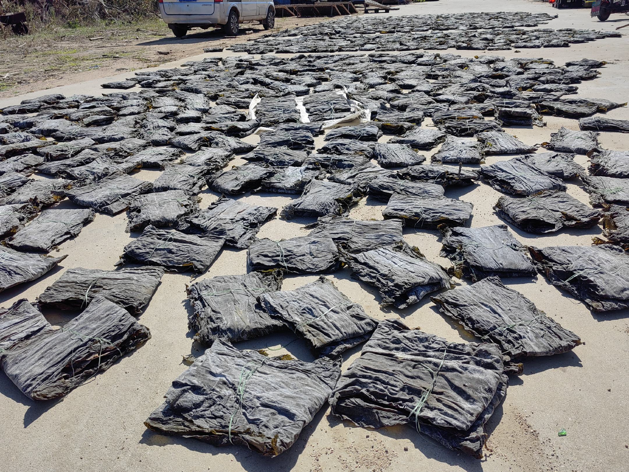 干海带选购指南